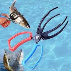 Catch Fish