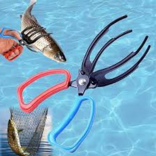 Catch Fish